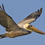 Pelican sighting during a Destin-FWB sightseeing tour