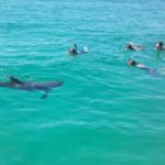 dolphin encounter while snorkeling in Destin